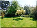 Azalea in Borde Hill Gardens