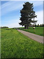 Pines by the Packington Path