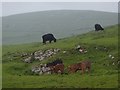 SK1263 : Cattle on upland limestone grazing land by Andrew Hill