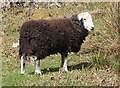 NY2101 : Herdwick Ewe by Anne Burgess