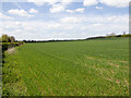 Fields west of Rushton