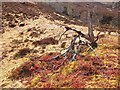 NH0346 : Dead tree on the hillside by Jim Barton