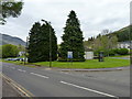 Conifers by the car park