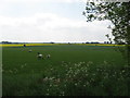 Sheep grazing pasture to the East of Down Road