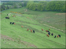 NT2262 : Cows grazing in the Pentlands by kim traynor