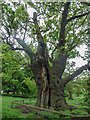 Old Oak Tree, Hatfield House, Hertfordshire