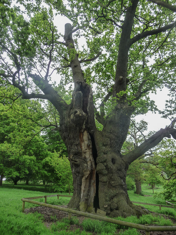 Old Oak Tree, Hatfield House,... © Christine Matthews cc-by-sa/2.0 ...