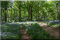 View into Pig-Trough Copse