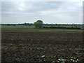 Farmland south of Lincoln Road