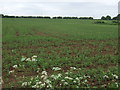 Farmland west of Fiskerton