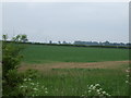 Farmland, Woodbecks Farm 