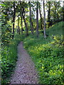 Path through the woods by Stoke Road