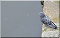 J3474 : Feral pigeon, Belfast (2013-6) by Albert Bridge