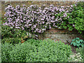 Clematis Montana, Hatfield House, Hertfordshire