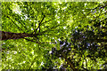 Canopy of Fyfield Wood