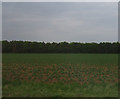 Crop field south of Ruskington