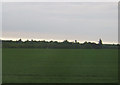 Crop field, Nocton Rise