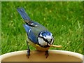 SO1107 : Blue tit with a mealworm by Robin Drayton