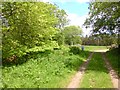 Forest track, Stonygate Moor