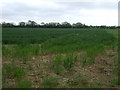 Farmland off near Burgh le Marsh