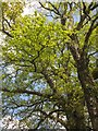 Oak tree near Hornshayes Knap Cross