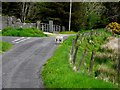 Sheep, Ballykeery