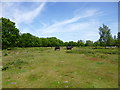 Kingston North Common, horse grazing