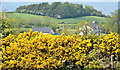 Whin bushes, Ballydavey near Bangor