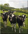 Bullocks, Greatwood Farm