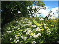 Buttercups and wild garlic growing on a Cornish hedge