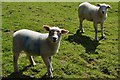 Withiel Florey : Sheep Grazing