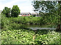 The River Eden in Carlisle