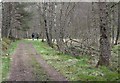 NH2927 : Walkers on forest road in Glen Affric by Trevor Littlewood