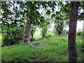 Footpath to Marford