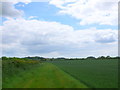SY8996 : Field margin near Winterborne Zelston. by Nigel Mykura