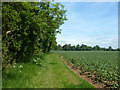 Path behind the hedge