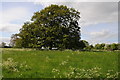 Oak tree near Hygrove House