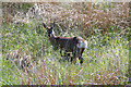 SD7118 : Roe Deer hind and fawn near Bolton Barns Farm by Alan Murray-Rust