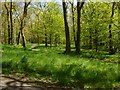 Woodland paths in Churchill Estate