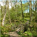 Footbridge in Garrawy Glen