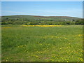 Field of buttercups at Wheal Vor