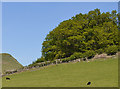 Field and trees near Nant-y-Bai