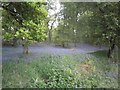 Bluebell Woods In Perthshire