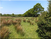 SX5999 : Reedy grass in field by NCN27 by David Smith