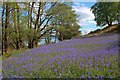 Bluebells, Inchlonaig