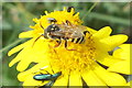 Goodens Nomad Bee (Nomada goodeniana)