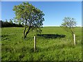 Small trees, Monanameal