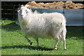 TQ7849 : Angora goat at Buttercups Sanctuary for Goats by Oast House Archive