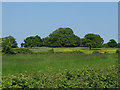 Farmland near New Lodge