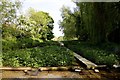 Watercress beds in Ewelme Brook